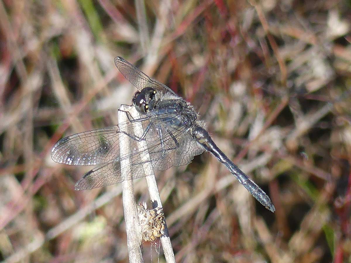 Sympetrum_danae